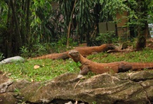 Komodo National Park
